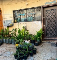 نباتات داخلية • نباتات خارجية • واتساب