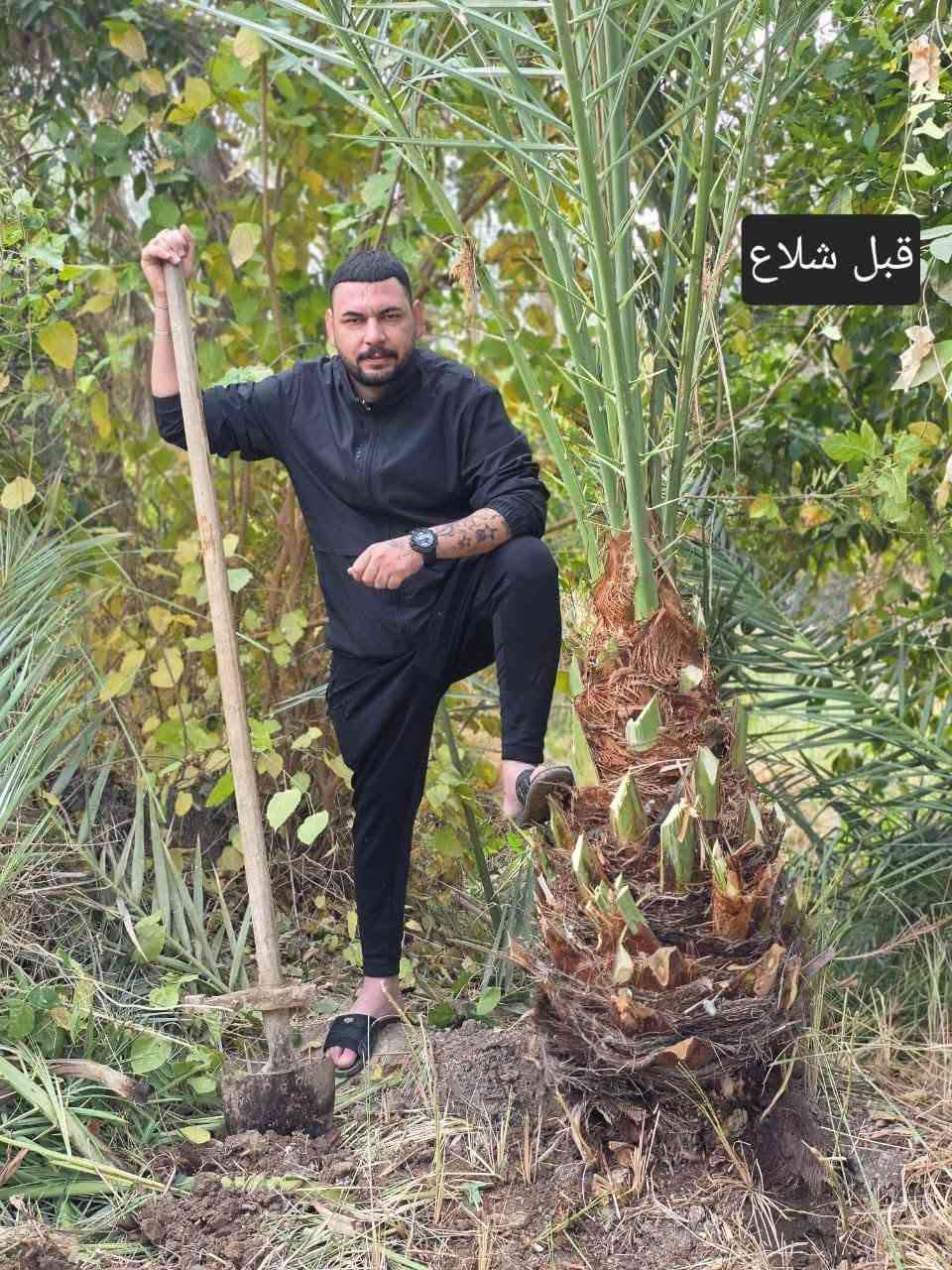 سلام عليكم ورحمة الله وبركاته
نعمل في قص النخيل ونبك ولقلنطوز /وحش الحدائق وتنظيف الحدائق🌴  🌳 عمل جيد وتكريب وكص التمر وتركيس وتلقيح النخل وشلع وزرع النخل وتظيف ونقل النخلة أو الشجرة بعد قصها إلى مكان بعيد عن المنزل... وكذلك تنظيف النخل وتقليم الكابرس.... الإتصال على هذا الرقم(*********** /***********) في خدمتكم أن شاء الله تعالى ومن الله التوفيق🤲🌴

نص مكتوب في الصور:
- سويته بستان
- رقم صعب سجاد
- شغلنا
- بعد الشلاع
- قبل شلاع
- بعد شغل
- وهنا ختمنه شغل كملت المزرعه