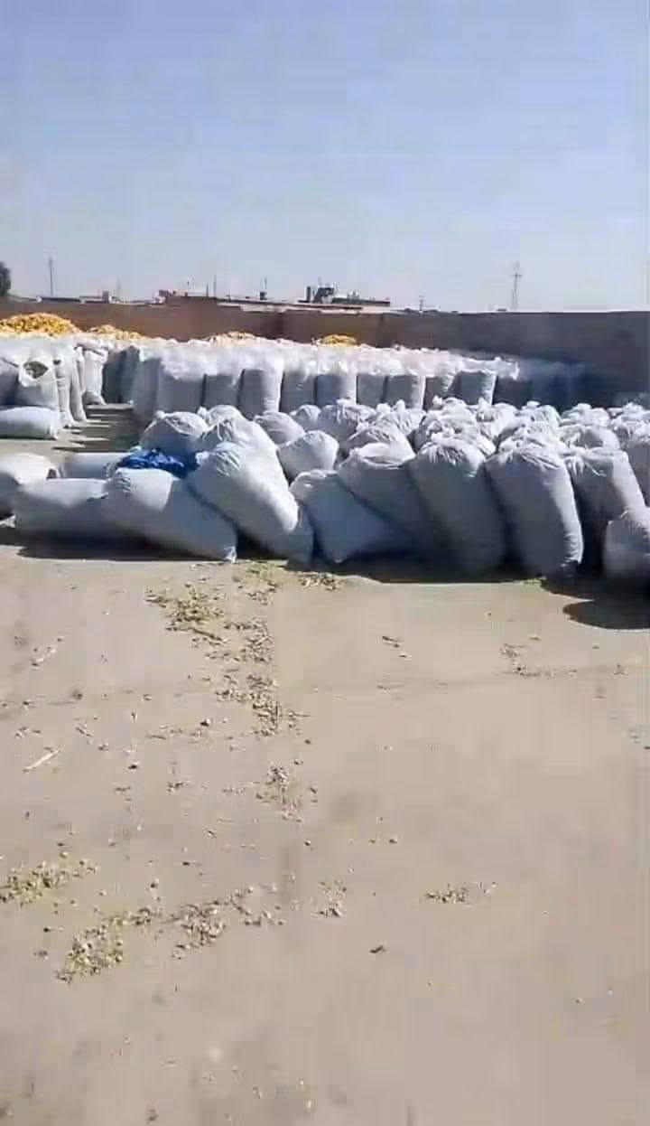 الى الاخوة التجار ومربي الثروة الحيوانية...
يوجد علف السيلاج ذرة صفراء وبكميات مفتوحة وباسعار مناسبة.. في محافظة كركوك.. قضاءالحويجة
فعلى الراغبين بالشراء الكميات كبيرة ومفتوحة ولله الحمد..
محصول جيد وغني بالبروتين والعناصر الجيدة ومدر للحليب ومسمن.
يحصد حاصل الذرة كاملا الشجرة والعرنوص وتعبأ بمادة النايلون الحافظة... وهذا العلف تستعمله الدول المتقدمة وذو نفع كبير واسعاره قليلة قياسا بأسعار الاعلاف في السوق المحلية.
للاستفسار أكثر..
***********
