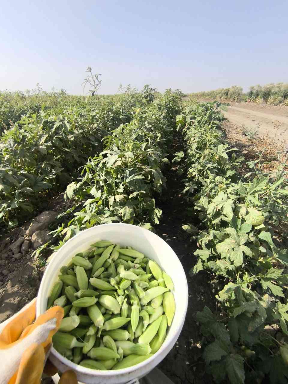 بذور بانيه • بابل جبله