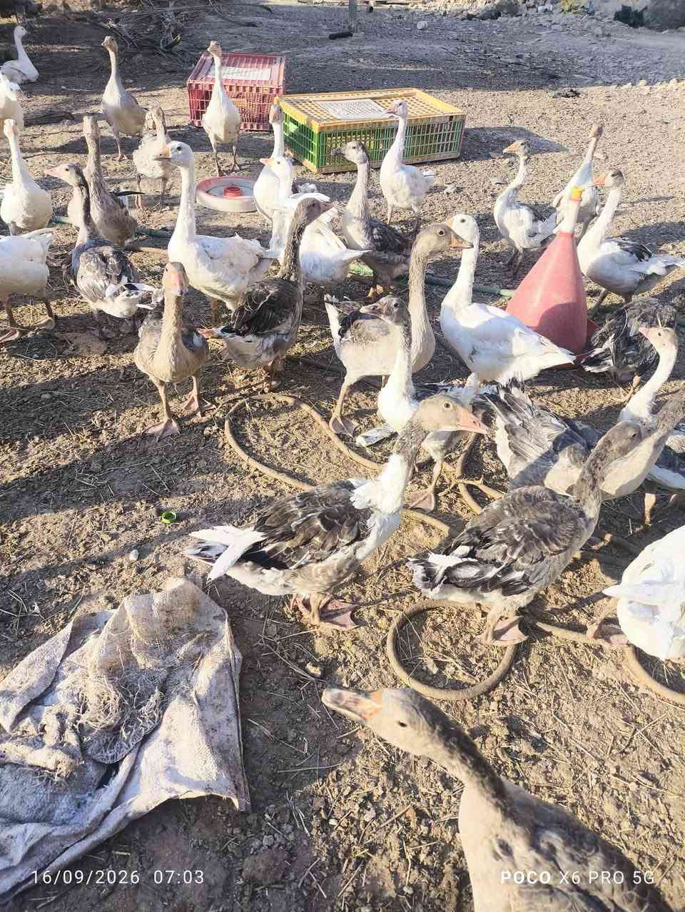 سلام عليكم بطات للبيع سعر الزوج 35 الف نجف قضاء المناذره ***********

نص مكتوب في الصور:
- 16/09/2026 08:26 POCO X6 PRO 5G
- 16/09/2026 07:03 POCO X6 PRO 5G