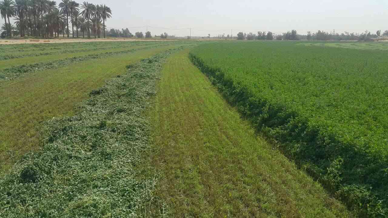 جت امريكي اصلي  بروتين عالي. ٢١. بالميه. بالتبن الجاف
: خاص  بالاراضي المالحه والمياه المالحه
: متحمل للحراره  . خاص للاجواء الحاره
: سريع الحش سعر كيلو 24الف دينار
الأنبار قضاء عنه مكتب ابوسامر الزراعي
شارع الحظره للطلب والاستفسار الاتصال ***********
