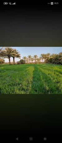 بابل الحمزه الغربي • ٦٣ دونم • تعهد ماء وكهرباء
