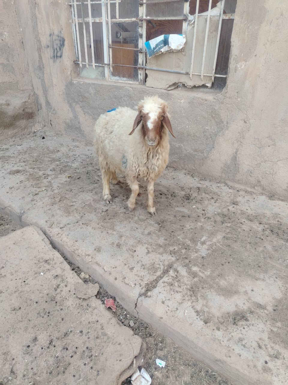 زوج نعاج • الانبار حديثه • فارغ