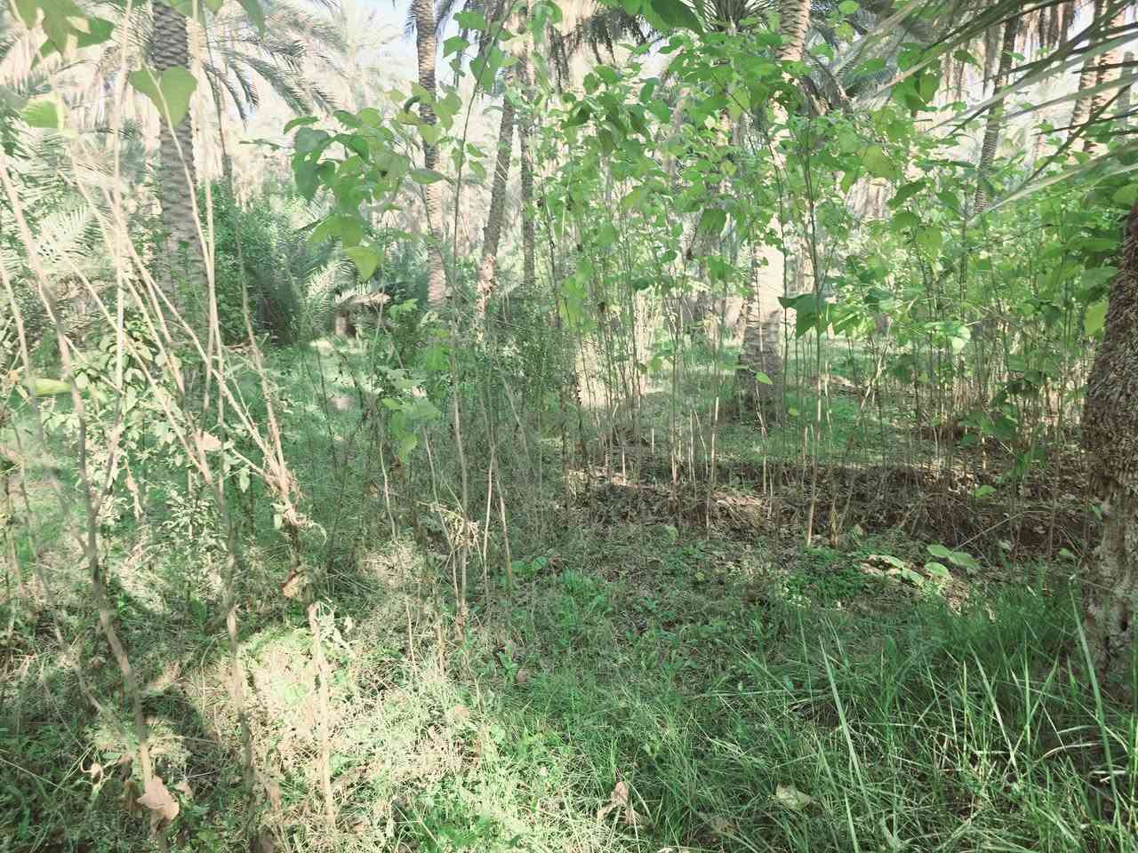 بيع مسسسستعجل  بالعافية عل ياخذها 

أخوان الي مايعرف اسعار المنطقة لايحكم من يمة يجي ويشوف بنفسه واكو مشترين بنفس المنطقه تروح وتسأل وشوف الاسعار شرط جوه السوك 

السعر جوه السوك  للبيع دونم اله ربع المساحة بالامتار 1875 م 

جنس العقار طابو زراعي سند 25 تحويل سهم مباشر بأسم المشتري 

#السعر_النهائي_بدون_اي_تفاوض_155_مليون 

منطقة هادئه جدا تجي وشوف بنفسك 

تتوفر كافة الخدمات كهرباء مولد مي اساله مي سقي سيح 

العنوان كربلاء الحسينية قرب جسر 🌉 الإبراهيمية 

تبعد عن شارع الحسينية 1000 متر فقط وعن جسر 🌉 الابراهيمية 1500 متر  وعن سوق العطيشي 2 كيلو او اقل 

وعن مركز المدينة 15 كيلو 

منطقة سكنية عرض الشارع النازل عل بستان 7 متر 

وعرض شارع الخاص بالبستان 4 متر 

النزله شارع سبيسسس 

#السعر_النهائي_    155 مليون 

اي استفسار اتصلوا بالأرقام التالية 

(  ***********  )(  ***********  )

او مراجعة مكتب 🏢 مكتب النافعي للعقارات كربلاء  النافعي للعقارات -كربلاء  عنوان المكتب شارع الحسينية قرب جسر 🌉 الإبراهيمية 
مقابل شارع عون النافعي للعقارات -كربلاء #اشاره #الاصدقاء #بغدادبصرةكوت @أبرز المعجبين   ( *********** )
