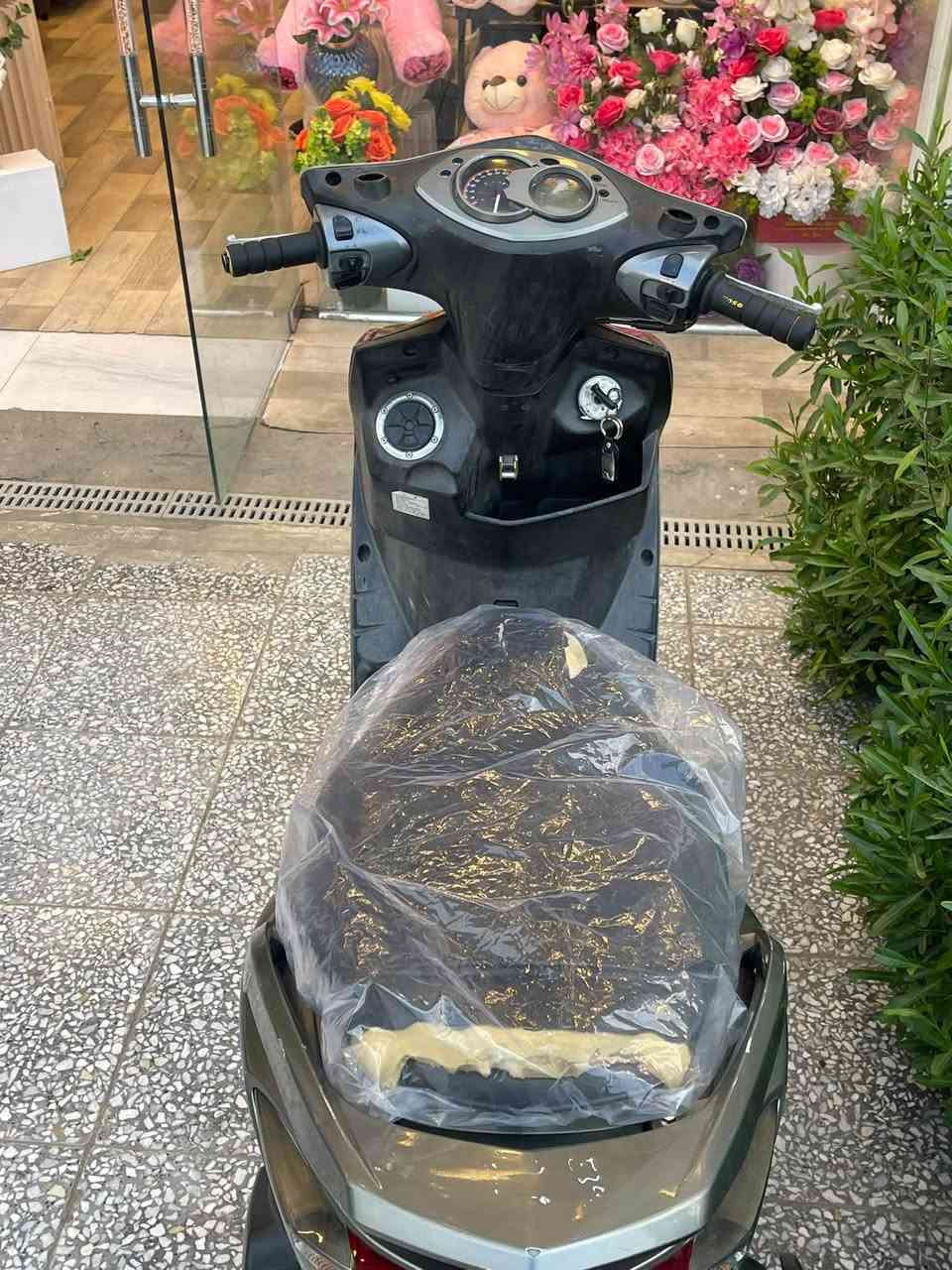 سكنس فحل • كابريتر • بلادي