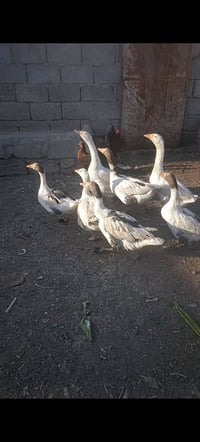 غازات • سهل نينوى