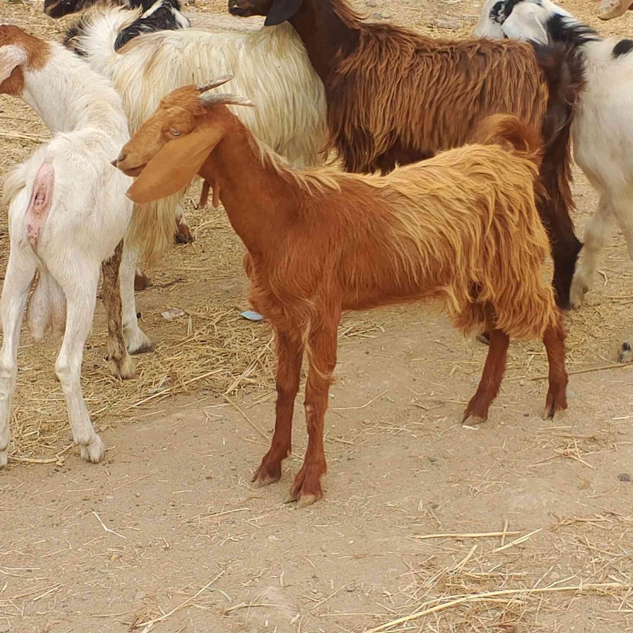 ٥ صخلات • عنز بيضة أول بطن • دبسه العلم صلاح الدين
