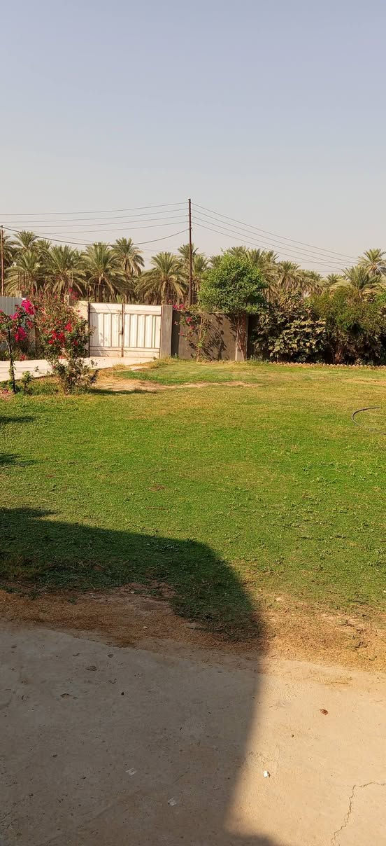 طريق العلويه شريفه • ٢٧٠٠م • ٢٨ نخلة