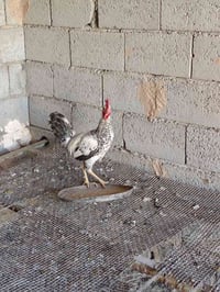 ديجين عرب • دجاجة بياض • قريت شريعه