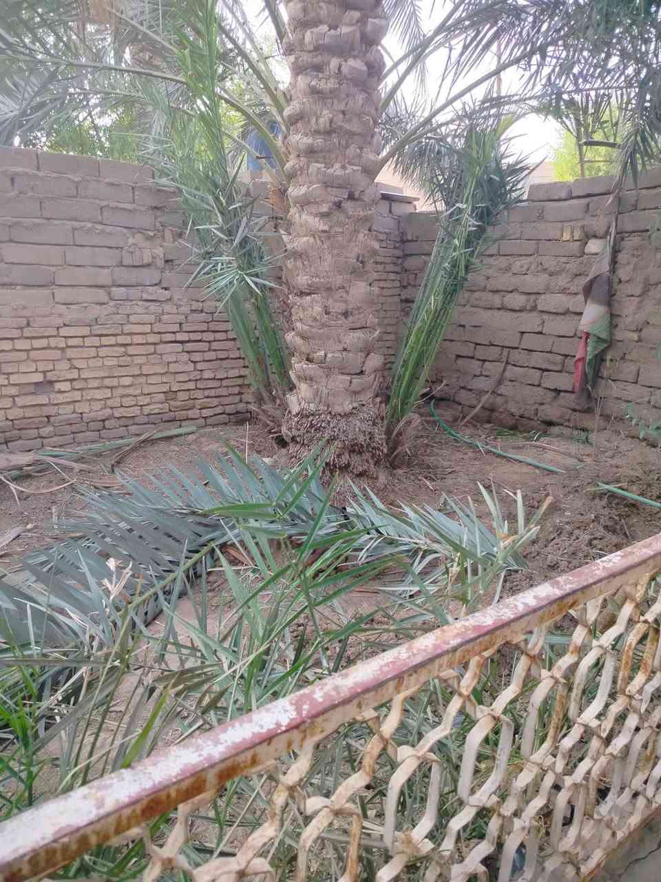 افراخ نخل • نخل برحي • القرنه النهيرات