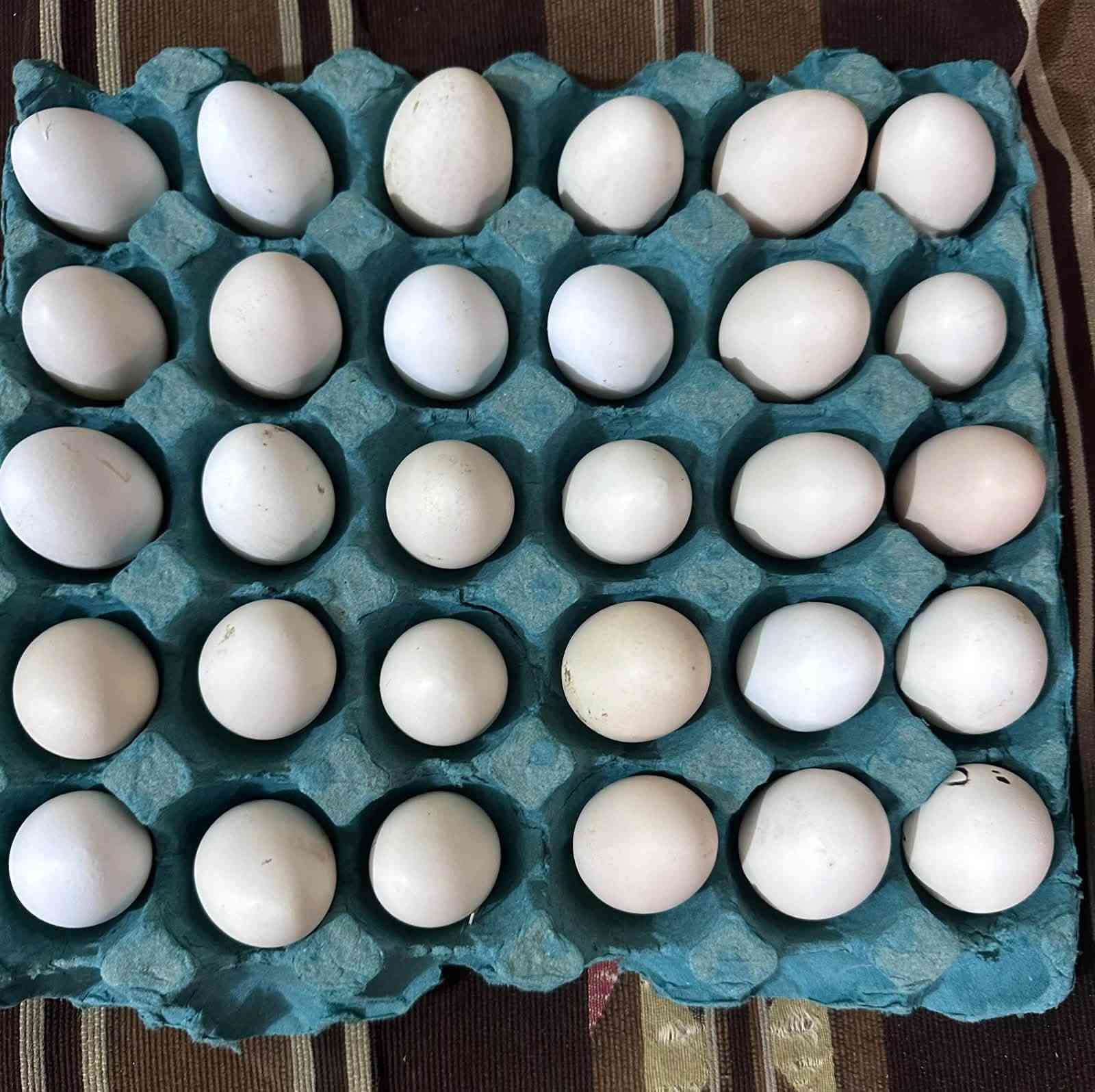 طبقة بيض • دندراوي • الزهيرات