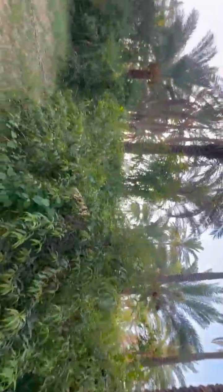 فرصة ذهبية للاستثمار والمزرعة! 5 دونمات بستان كامل مع دار قديم
تبعد فقط 30 دقيقة عن بوابة بغداد
على طريق بغداد – أربيل، باتجاه تقاطع القدس، كأنك رايح أربيل.
تگدر تسوي بيها مزرعتك، استراحة أو مشروعك الخاص وتستفاد من موقعها المميز.
سعر الدونم:58 مليون فقط
السعر الكلي للـ5 دونم:290مليون
جميع الخدمات متوفرة
والأهم: نفس المنطقة أسعار الدونم بيها توصل إلى 90 و120 مليون!
هاي مو مجرد أرض… هاي فرصة استثمار بسعر أقل من سعر المنطقة.
للمهتمين والاستفسار، الجاد فقط يتواصل. ‭***********‬
