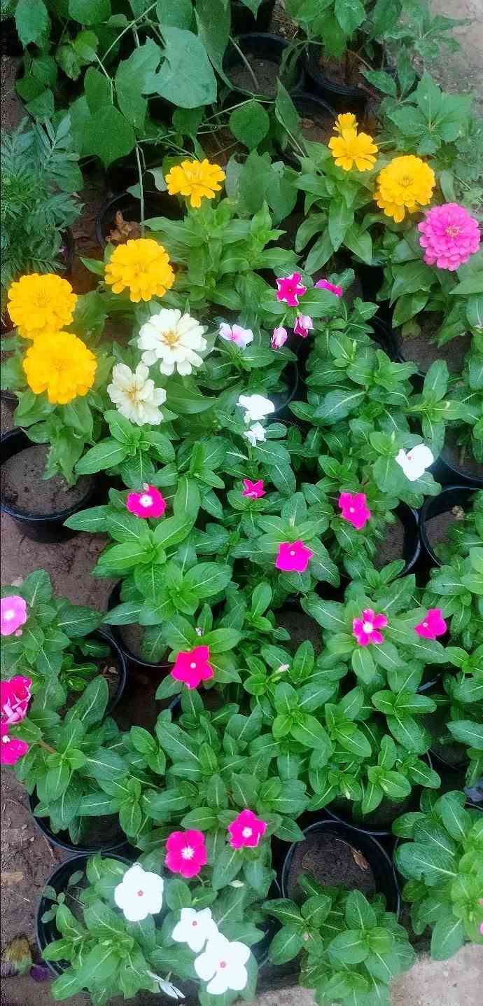 مساء الورد علة كل محبي الورد🌺🌺 
حبايب ليوم جبتلكم نباتات خارجية تستاهل حدايقكم،💮🌹💐 
شوفولي انواعها والوانها بالصور💮🌹💐🌺 
 واكو فديو باخر الصور يوضح الأنواع أكثر🍓🥀🍃 
وطبعا وياهم وجبة ناز ناز الوان حجم كبير ابو الألفين باجر الصبح انزللكم صورهم من يفتح🌷🌷💐💐 
راح انزل الصور وية الأسعار أسفل كل صورة🎈🎈 
اللي يحب يحجز يراسلنا خاص او واتساب على الرقم *********** ويدلل🏵️🌺🥀🌷 
عنواننا خانقين بختياري الثانيا نهاية شارع العصائب واسواق صالح حمود وعدنا توصيل داخل خانقين وجلولاء والسعدية راسلونا وتدللون 🚕🚕🚕
