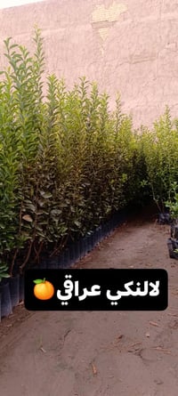 مشاتل الحاج حامد • شتلات حمضيات • طرنج عراقي