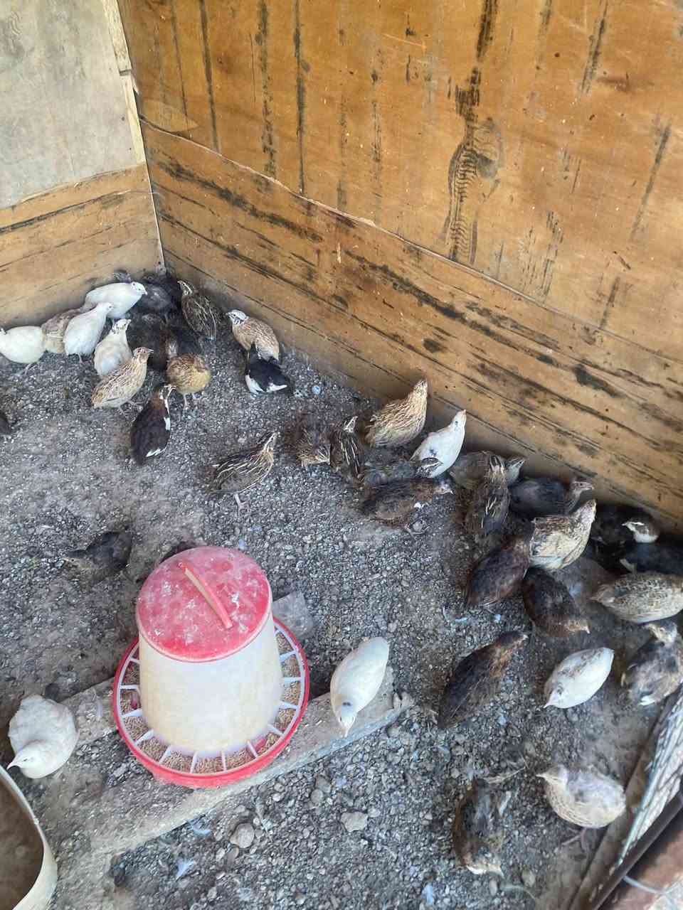 سمان • بياض • زوج