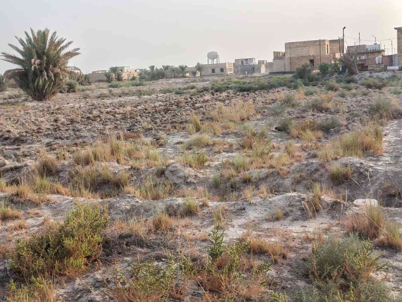 طابو زراعي • سند ٢٥ • قرب مشتل نيبور