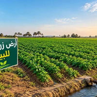 نزلة السادة البحارنة • دونم • طابو زرعي