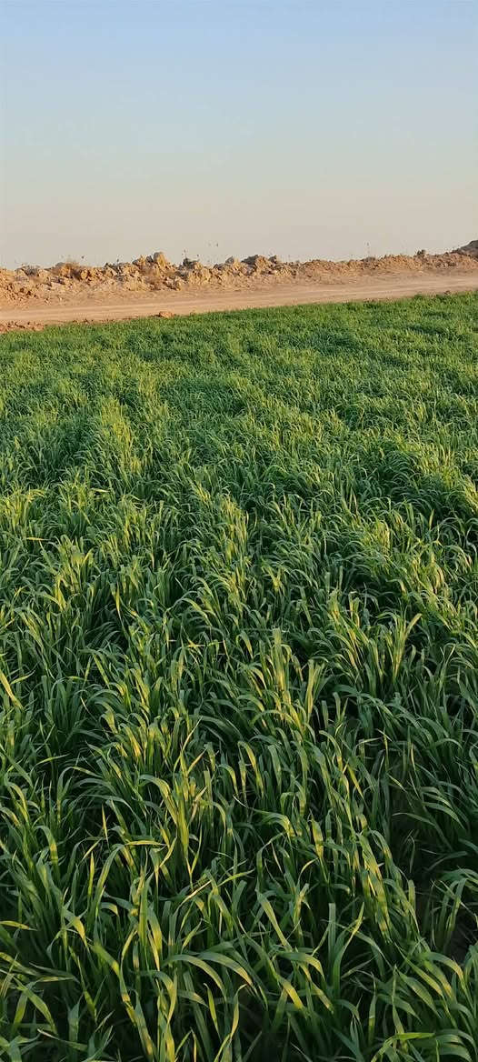 أرض زراعية للبيع المساحة 85 دونم 
كاع صالحة للزراعة 100/100 شبر صبخ مابيهه
مايها وحدها معدلة ليزر شرط التصفير تحويل مباشر
مامطلوبة للدوله وقطعه وحده الگاع....
500 متر عن التبليط والكهرباء وياهه محرك وماطور هندي موقعها واسط دلمج 
مكلف بالنشر..... للإستفسار ***********
