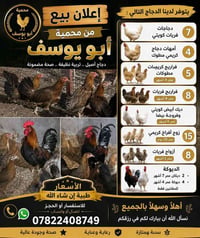 دجاج للبيع • محمية أبو يوسف • توصيل بغداد