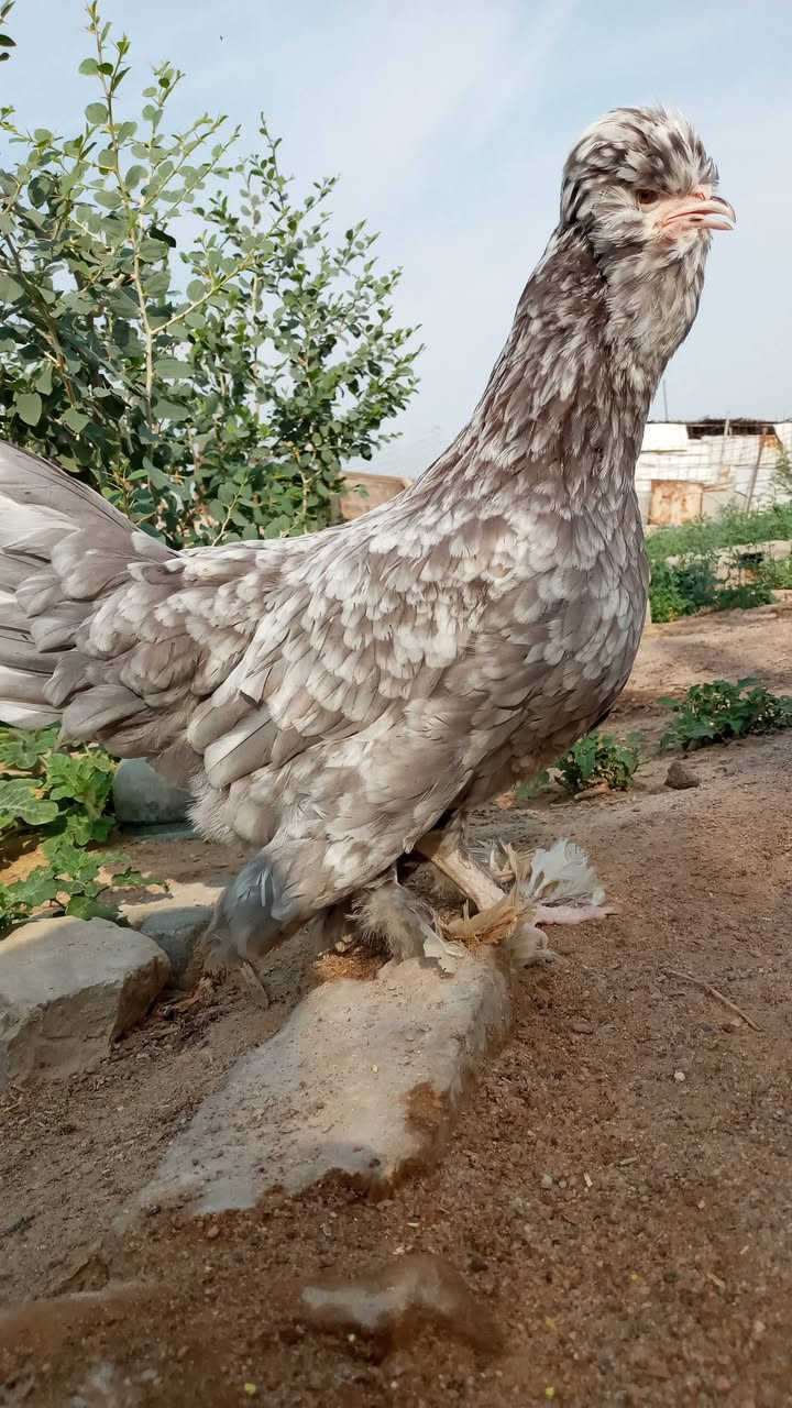 دجاجات زينه • بصره مطيحه • شارع الزيتون