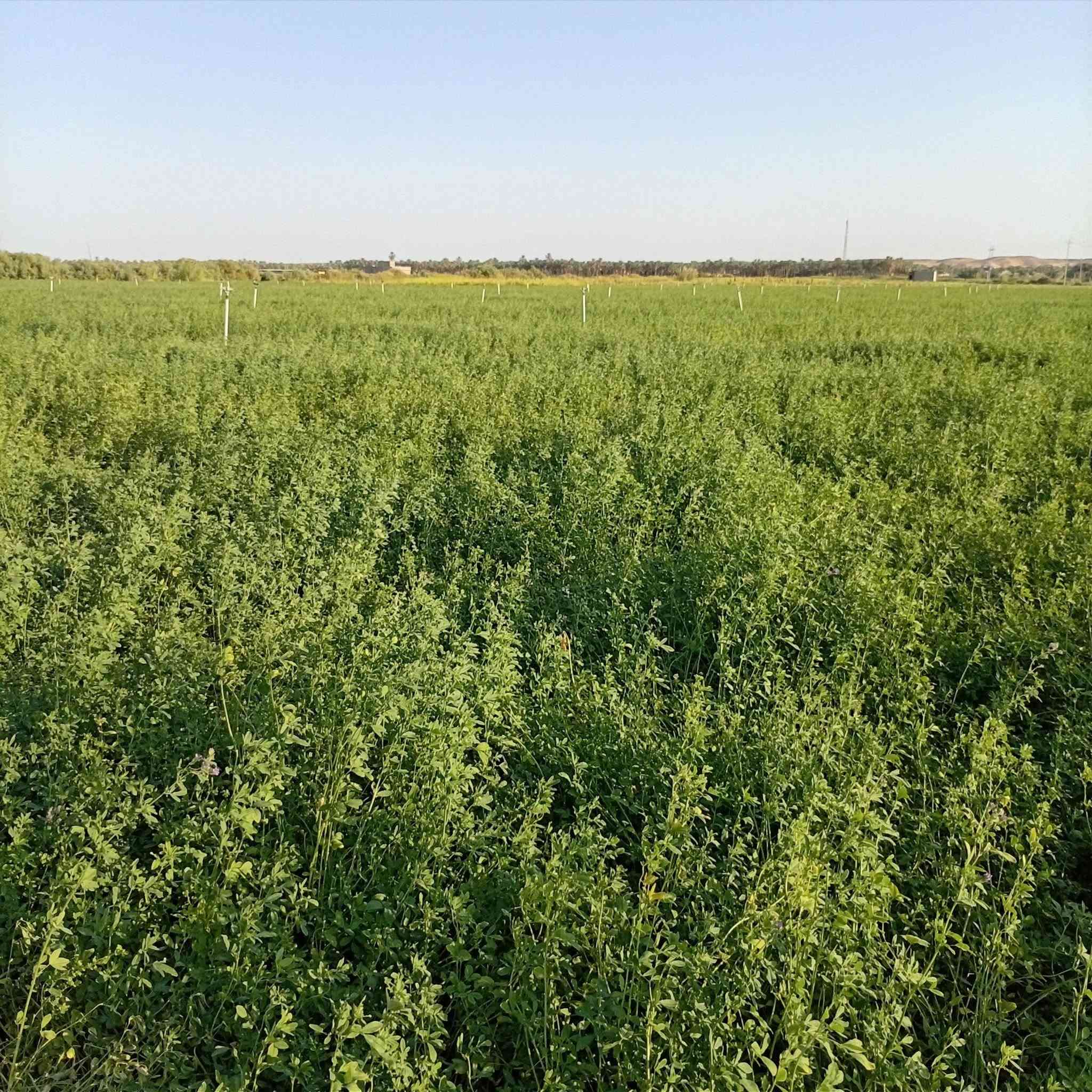 يوجد جت مرشات ضمانه المكان ناحيه البغدادي منطقة الدولاب للاستفسار الإتصال على الرقم ***********
