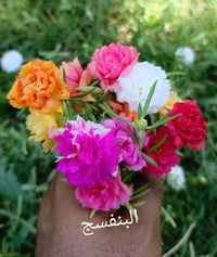 ورد الصباح • البربين • ذي قار سوق الشيوخ