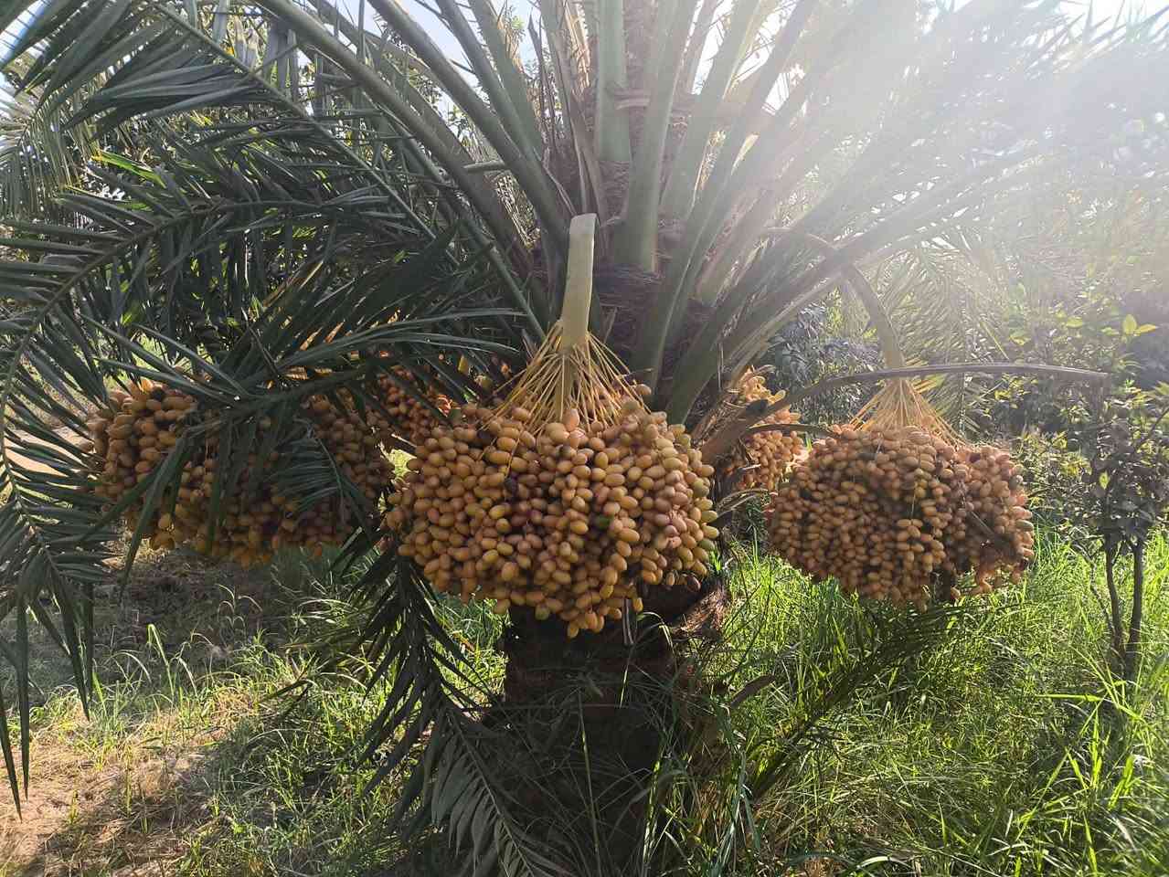 امايات بريم للبيع للاستفسار التواصل مع الرقم ***********او***********
