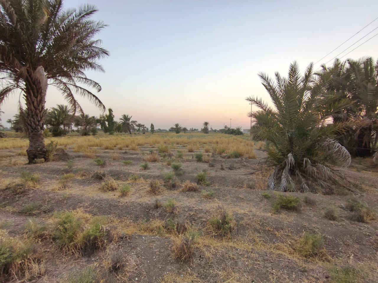 سلام عليكم ارض زراعيه للبيع سند117
في بغداد سبع البور منطقه البصام قريه 6 كويمه 

مساحه 3 دوانم ونص وبيهن بيت هيكل لحد رباط مساحته 275 وراها بيت مشتمل صغير 
خدمات _ ماء شرب _ كهرباء _شارع تبليط من الجهتين 
الاستفسار تصال 
*********** بي واتساب 
***********

