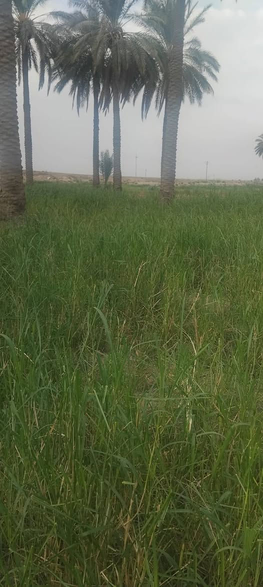 جسر رعود • ٢ دونم • طابو سند