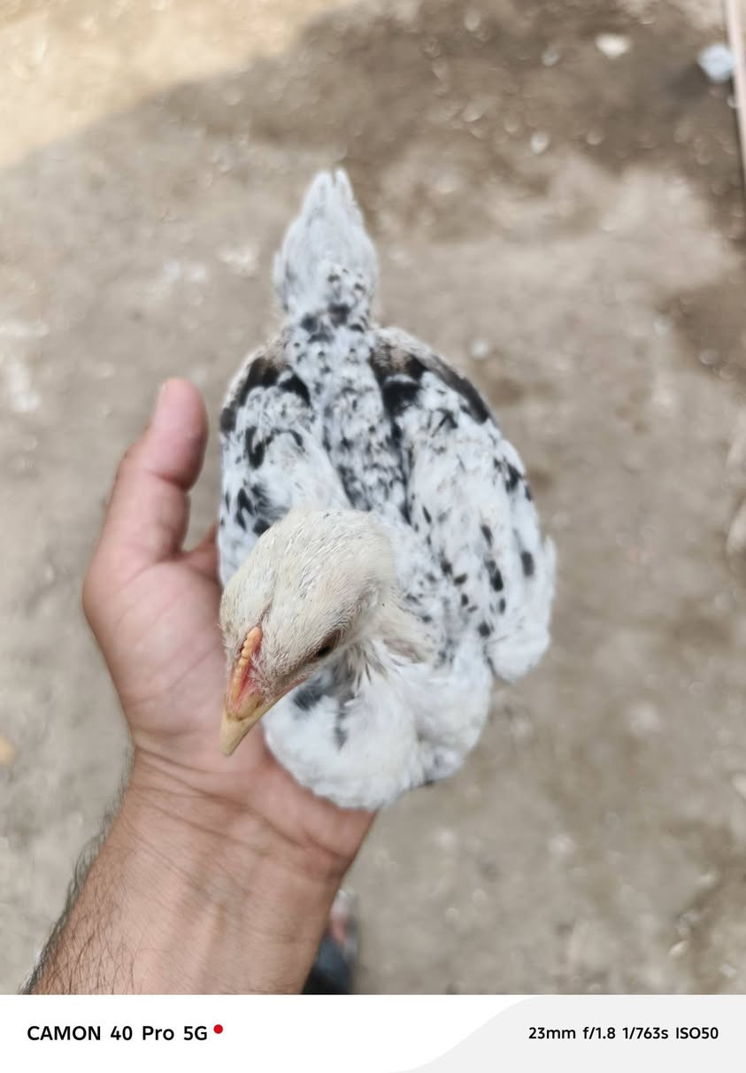 ٤ دندراويات • أنثى • النهروان