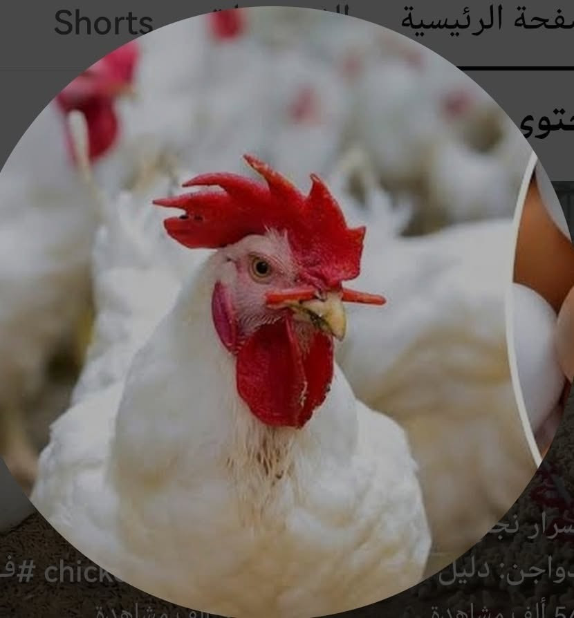 دجاج حي • توصيل • ابو جوعانه