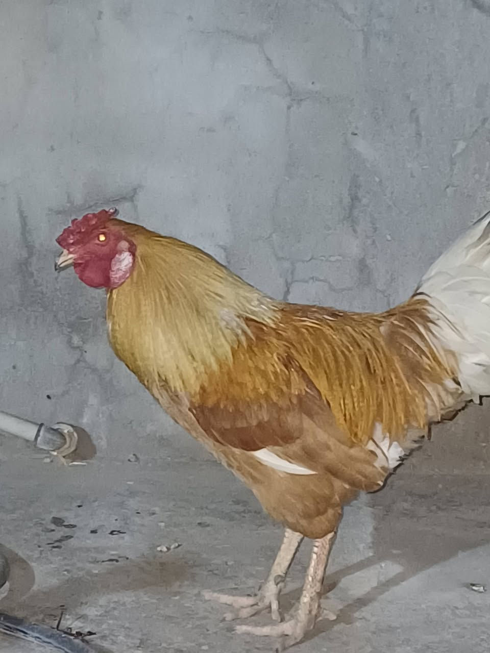 دجاجة وديج وديوجة لبيع ***********
