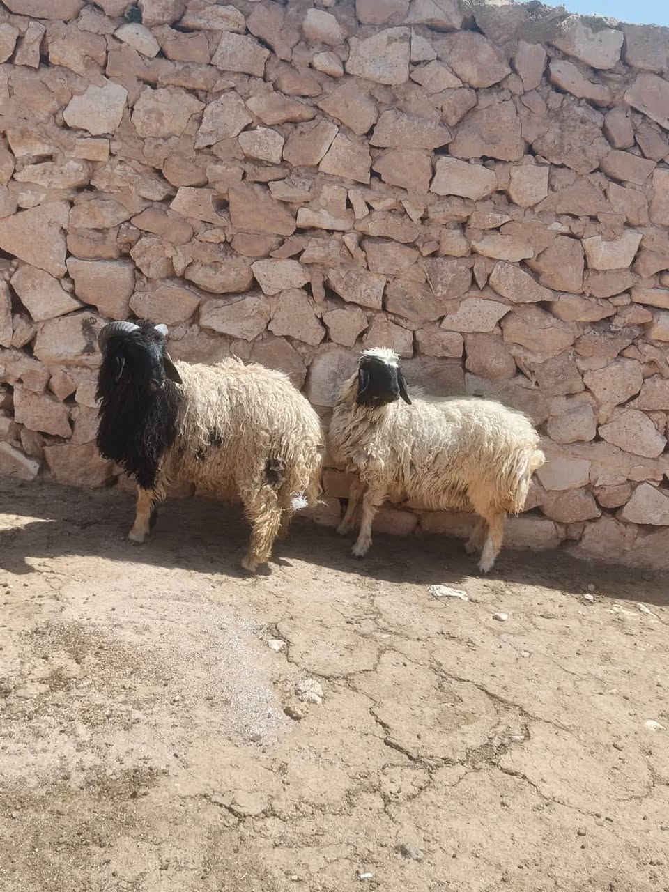 متاح زوج طلي فطيمه سمن معالفه جوه علف خشنه وشكه طويله وسمن شرط نصاح شتريد يرهم كصابه جنيه كلشي ترهم سعر زوج ٦٢٥مكان بروانه سنجك يوجد توصيل حسب لاتفاق ***********
