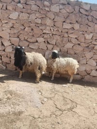 زوج طلي • سمن • بروانه سنجك
