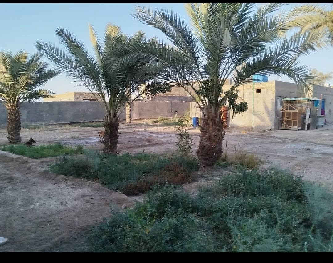 الديوانية المركز • ١٣٥٠م • سند ٢٥