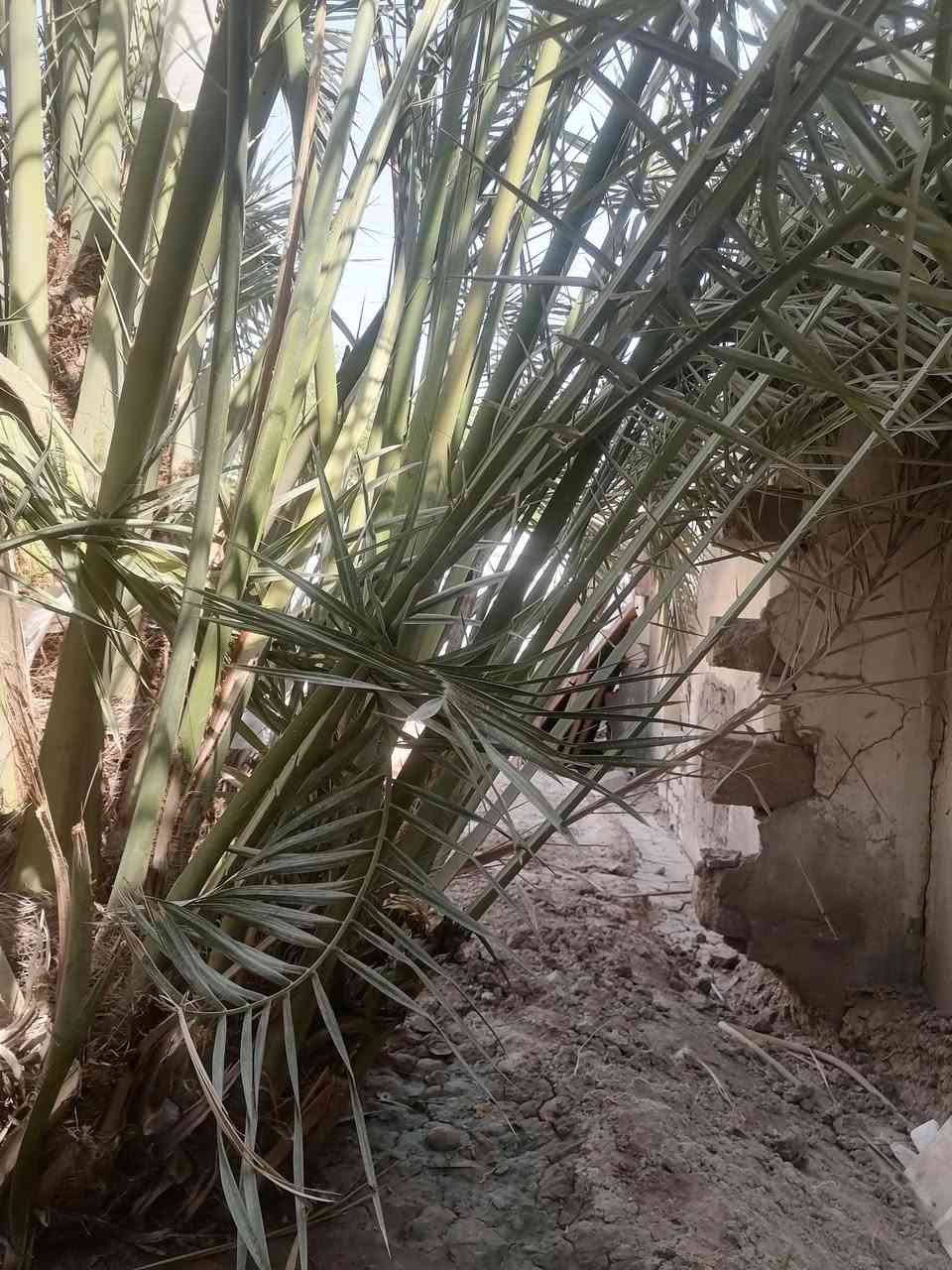 فروخ برحي بحر السعر جدآ مناسب
*********** وتساب

