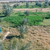 مزرعة ٧ دونم • بيت ١٥٠م • ٣٠٠ نخيل