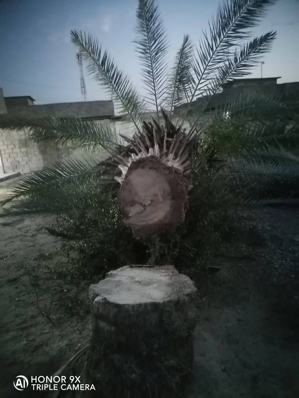السلام عليكم اي واحد يريد يكص سجره عندو بلحوش اني اكصه مجاني بس اخذ الكرامي والفروع

والي يريد يكص بحساب يخابرني ويدلل *********** او يجي خاص
