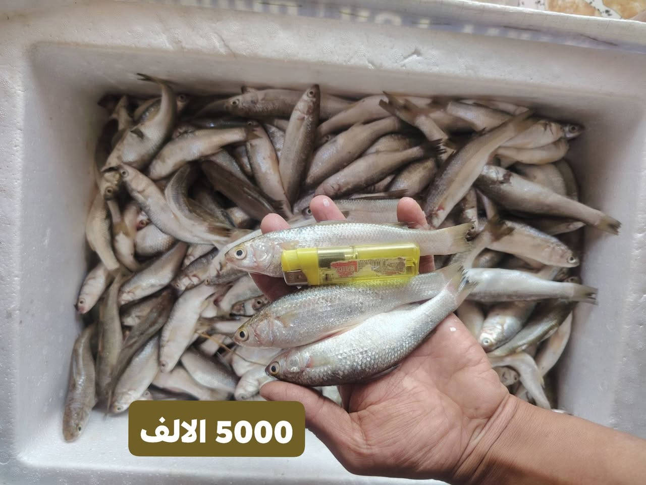 بقالية بركات الحسين • مسواك • توصيل الشطرة