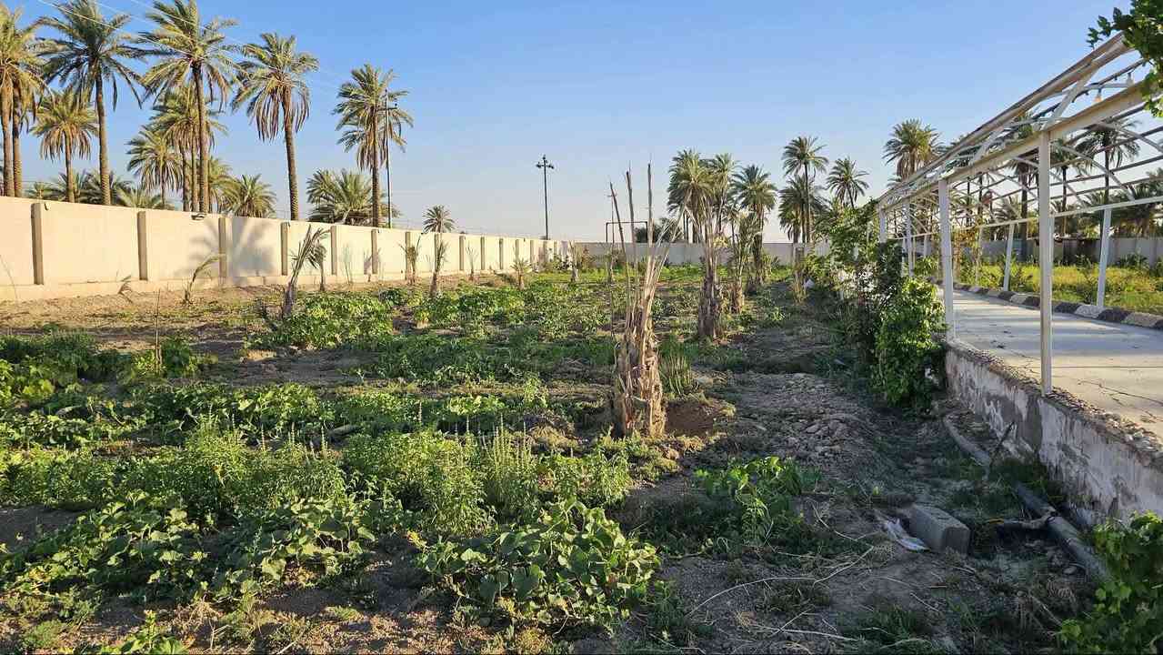 مزرعة مثالية في كربلاء💯
✅️مزرعة للبيع مساحة 
ثلاث دوانم واجهة 50 متر  
وجه على بزل وتبليط مباشر 
تحتوي على 150 نخلة ملونة 
تحتوي على دار إستراحة ومسبح 

✅️متوفرة كافة الخدمات
تبليط، ماء، كهرباء، مدارس 
منطقة سكنية متكاملة الخدمات 
طابو سند 25 تحويل بالطابو 

✅️الموقع كربلاء - منطقة الجذار 
شارع نجف كربلاء عمود 1141
تبعد عن شارع نجف كربلاء 6 كم 
تبعد من مركز مدينة كربلاء 18 كم 

💰سعر المزرعة 450 مليون

📍فقط العنده فلوس وجاهز للشراء يتصل 

📞إتصل الآن: *********** واتساب

