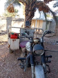 ستوته • شغاله • ديالى