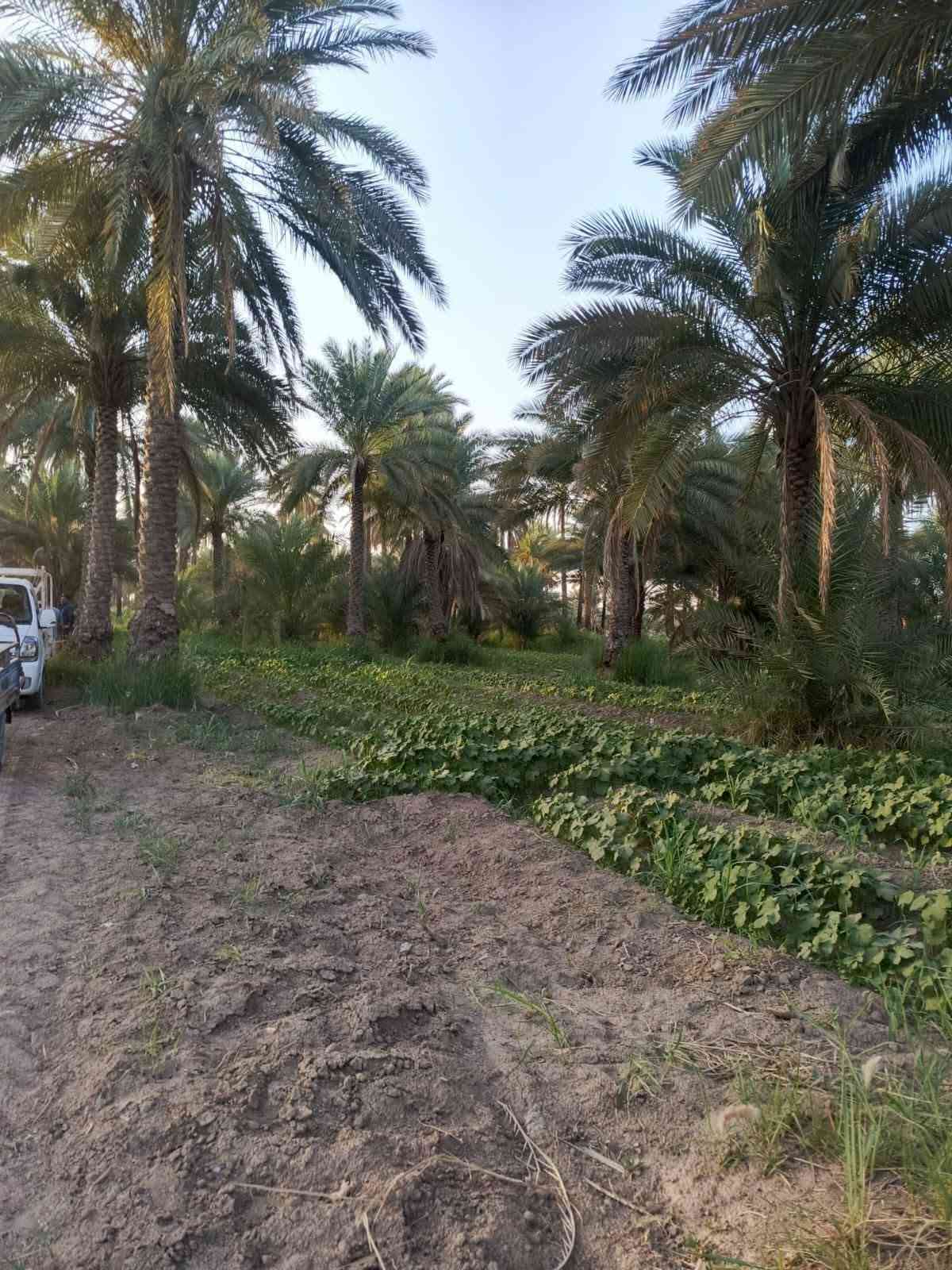 عندي بستان للبيع على طريق شريفه بنت الحسن سعر الدونم 85 وبيها مجال قليل منطقة ابي غرف الوسط محافظة بابل قريب حسينة سيد شاكر ولاد بيه ماء وكهرباء ويزرع ‏‪***********‬‏

