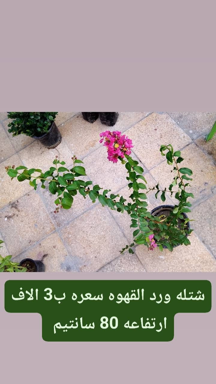 متوفر عدنه زرع كاتب على الصوره كلمن والسعر والنوعية الموجوده 
نزلت لكم سعر تفليش الي يريد يراسلني خاص. رقم الهاتف/*********** .الي عنده حديقه نشتغله شغل كامل + ضمان على زرع فقط يم ابو جروح

نص مكتوب في الصور:
- شتلة لالة عباس ب1 دينار فقط ورده بليل يطلع .
- شتلة ددونيا سعره 1 ونص
- شتله الساحل + ورده القلب سعره ب3 الاف ارتفاعه 90 سانتيم
- شتلة كاريزيا سعره ب 3 الاف
- شتله ورد القهوه سعره ب 3 الاف ارتفاعه 80 سانتيم
- ياس عراقي السعر ب 2 ارتفاع 40 سانتيم
- اكاسيا صفرة مصريه حايله السعر ب 3 الاف ارتفاعه متر و 20
- بمبر السعر ب 3 الاف ارتفاعه 45 سانتيم