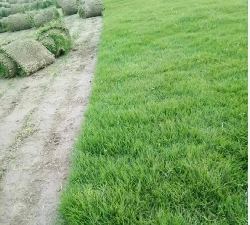 تخفيضات • ثيل طبيعي • توصيل ٢٤ ساعة