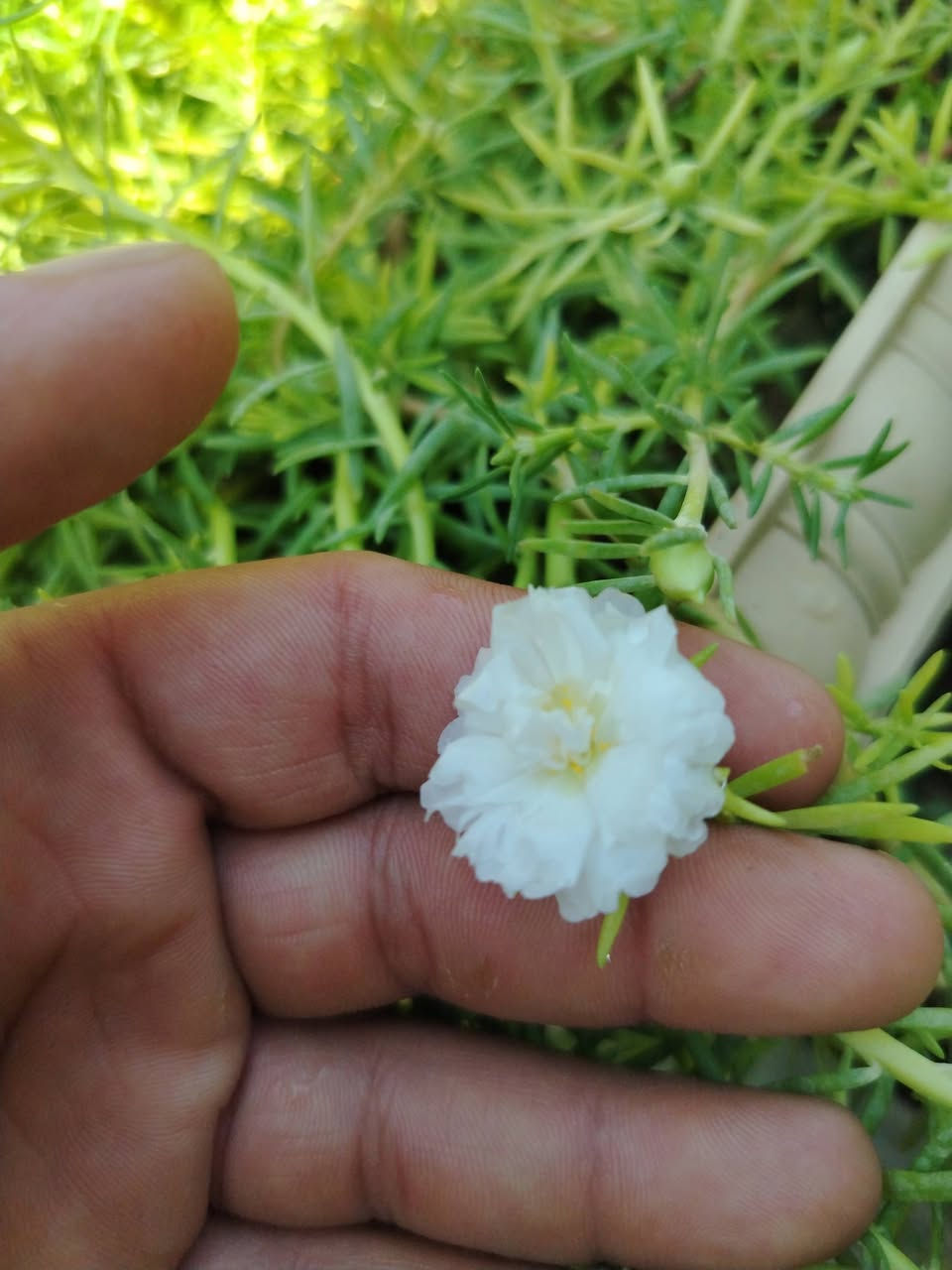السلام عليكم مشتل حسين مناف/
انواع الورود انواع الاشجار انواع النباتات/

🌴🪴🍀☘️🌿🌱🌹🌷🌸💮
رقم مشتل❤/***********
