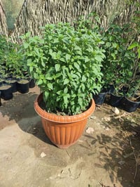 ريحان • نبات عطري • نبات منزلي