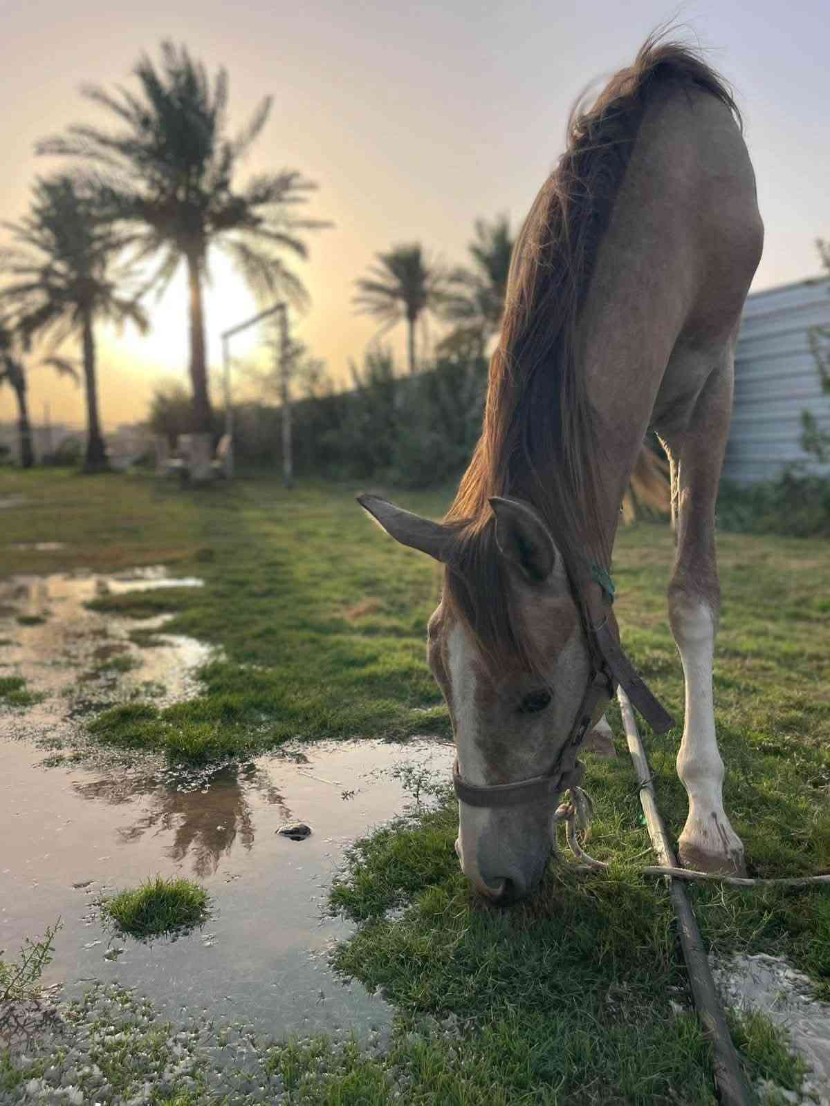 مزارع زعفران • إيجار • الزعفرانيه