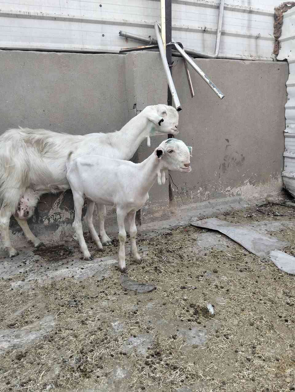 السلام عليكم سخول سوريات مطافيل وراهن نثايه الون أبيض طلق نوادر وماخذات فحل فوك بناتهن وحده سالمه سن وشطر  وثانيه سالم سن وتك ضرع العنوان بغداد ويوجد توصيل جميع المحافضات حسب الاتفاق ***********
