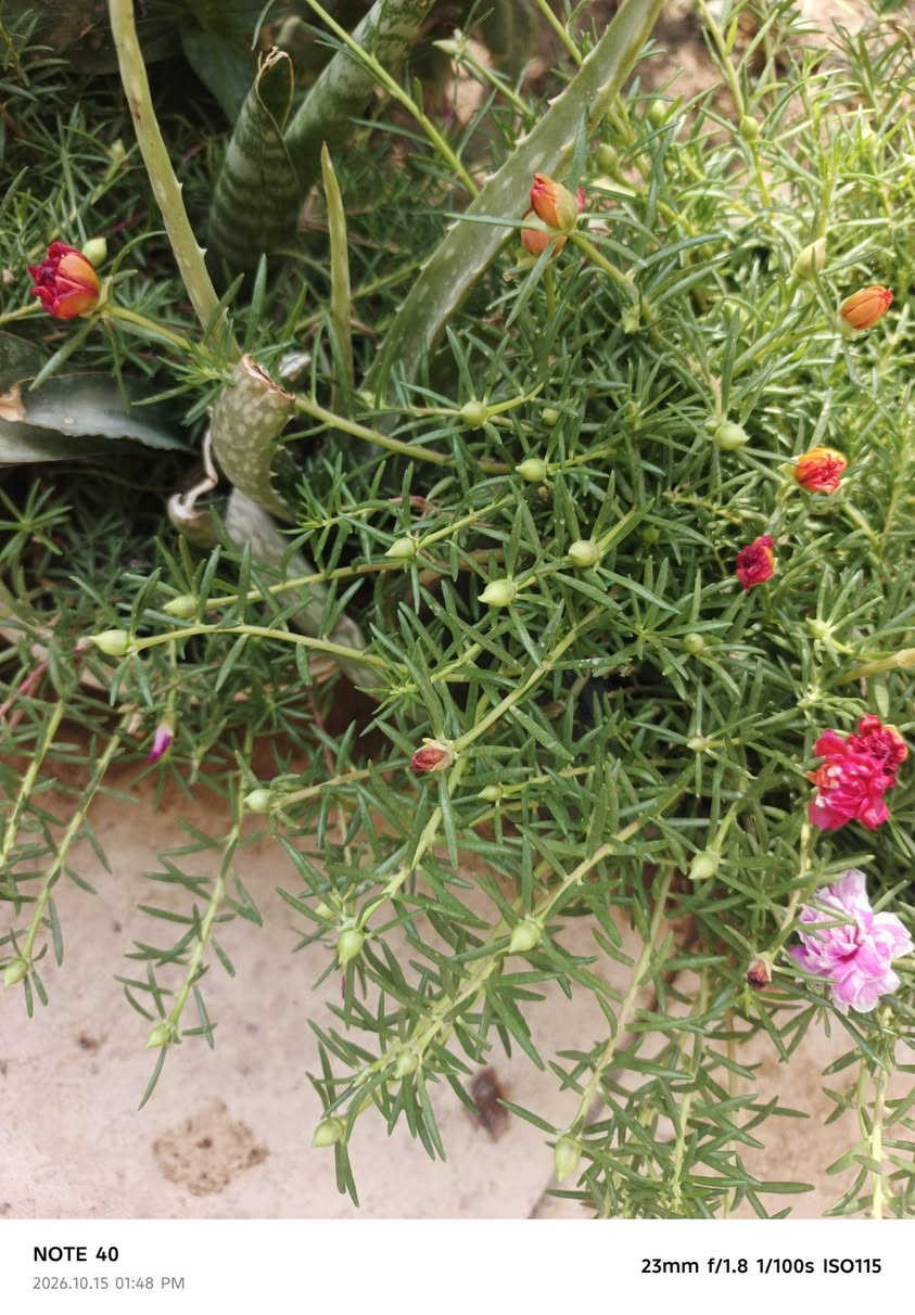 سندانة • ورد الصباح • ألوان مشكّلة